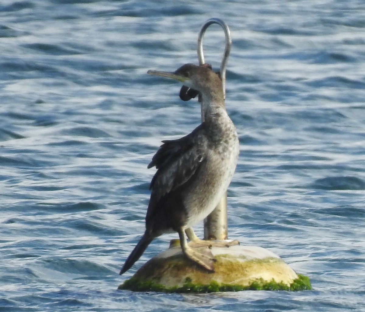 European Shag - Pedro Moreira