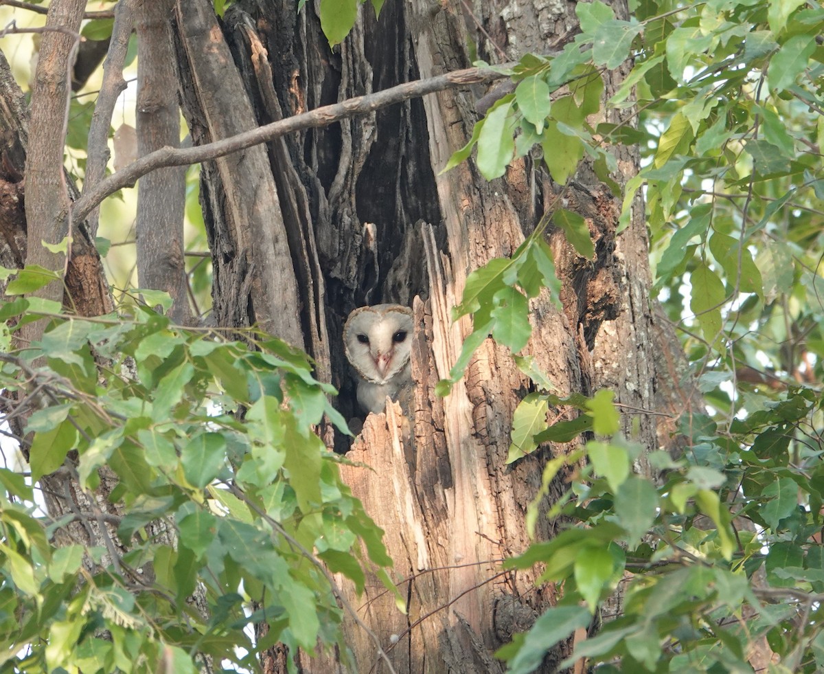 Eastern Barn Owl - ML619355051