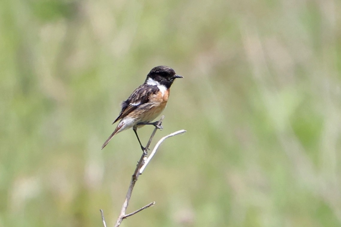 European Stonechat - Mira Milovanović