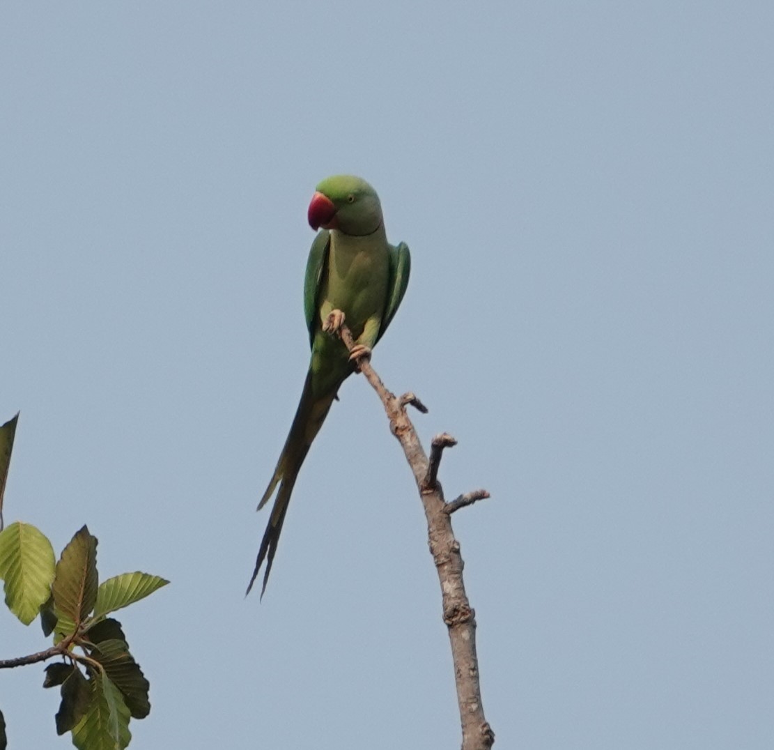 Alexandrine Parakeet - ML619355062