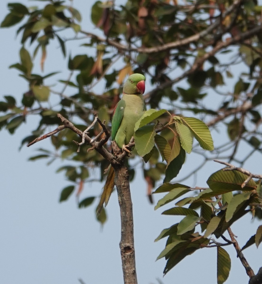 Alexandrine Parakeet - ML619355063