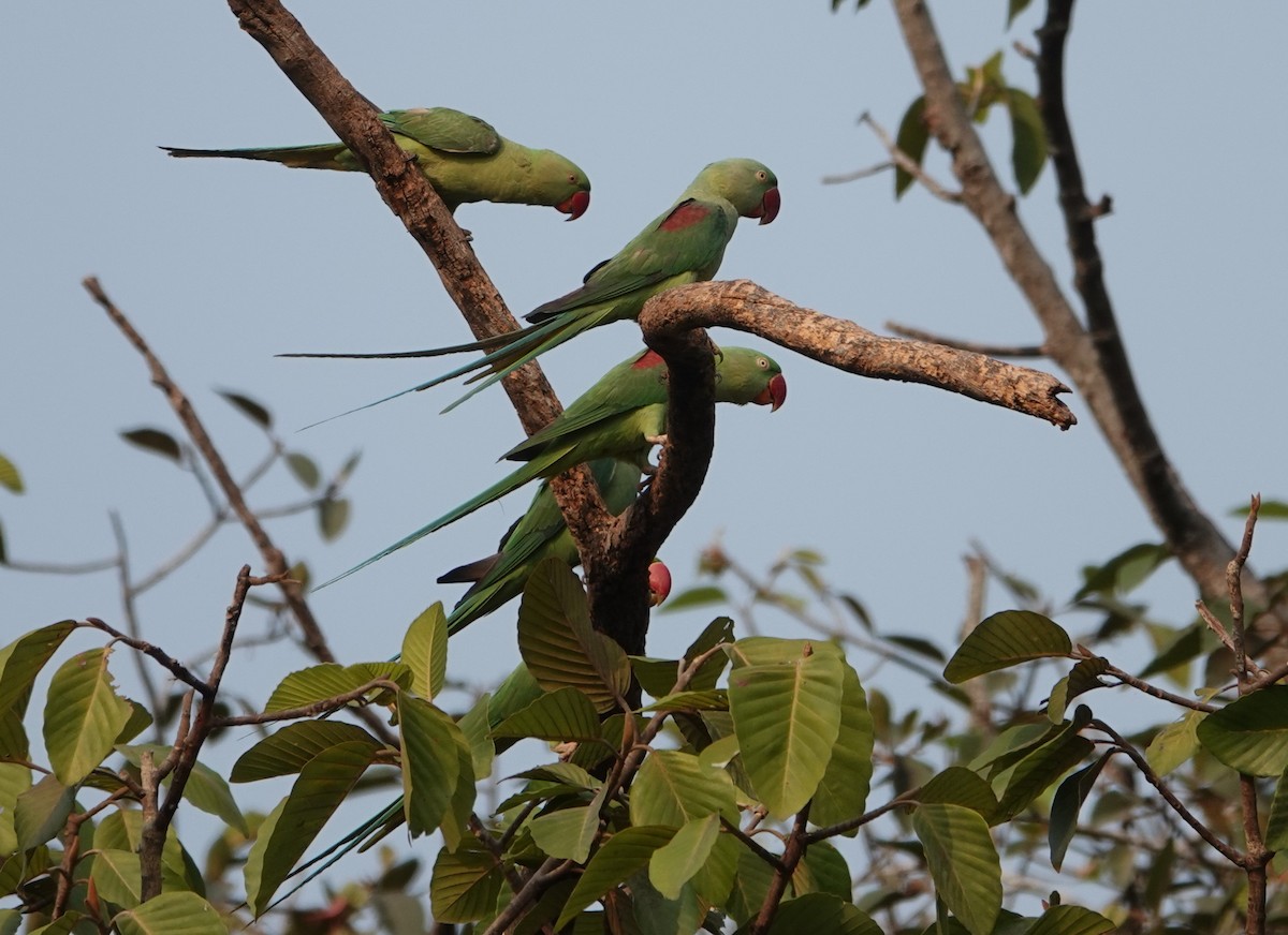 Alexandrine Parakeet - ML619355064