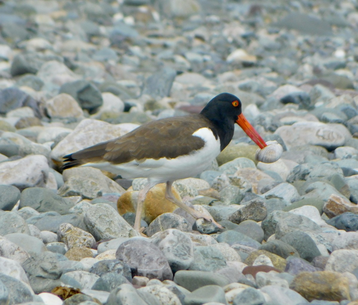 American Oystercatcher - Tim E.