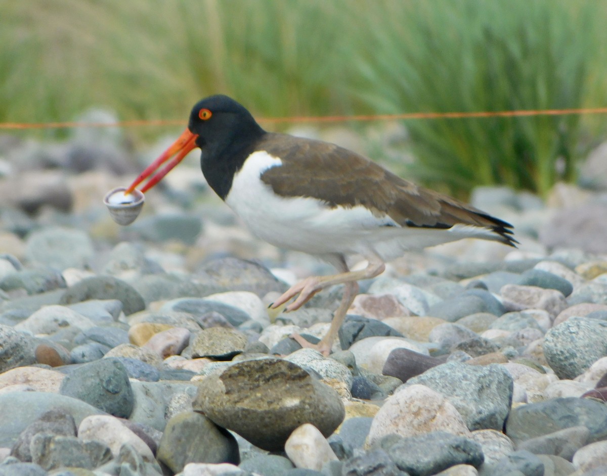 American Oystercatcher - Tim E.