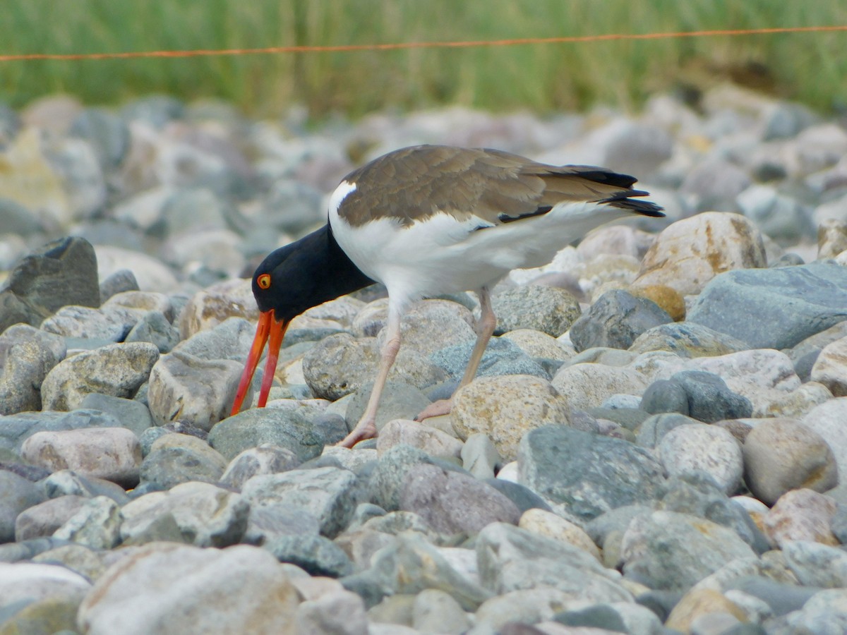 American Oystercatcher - Tim E.