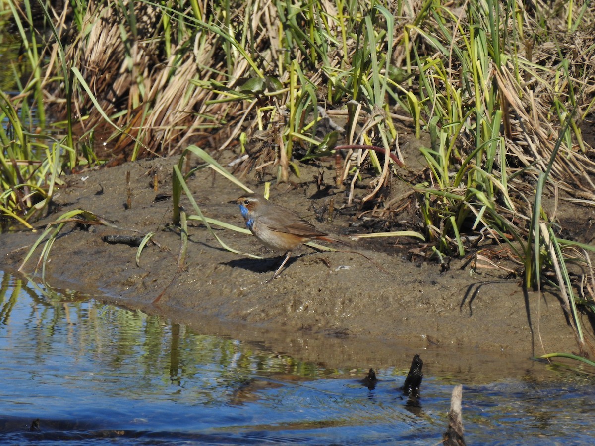 Bluethroat - Nina Dehnhard