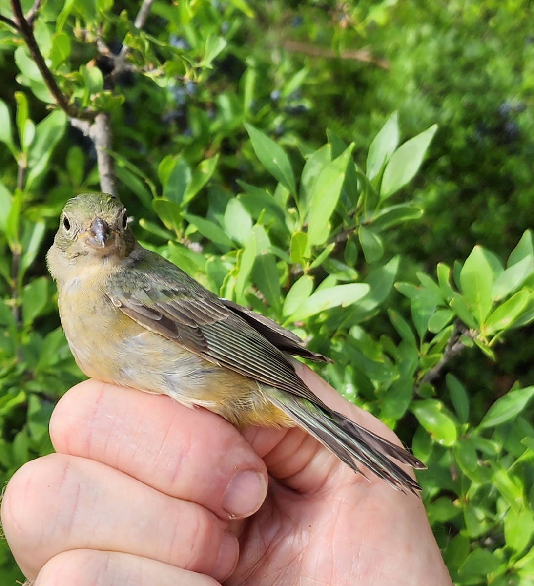 Painted Bunting - ML619355102