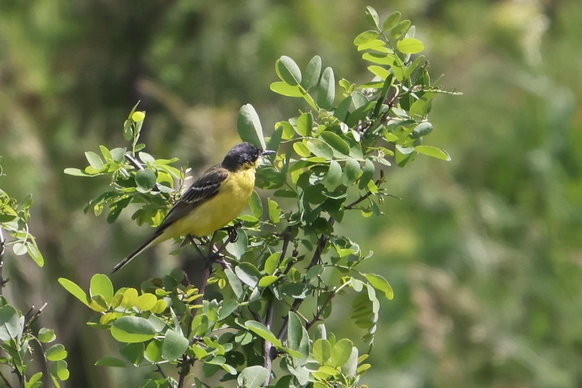 Western Yellow Wagtail - ML619355112