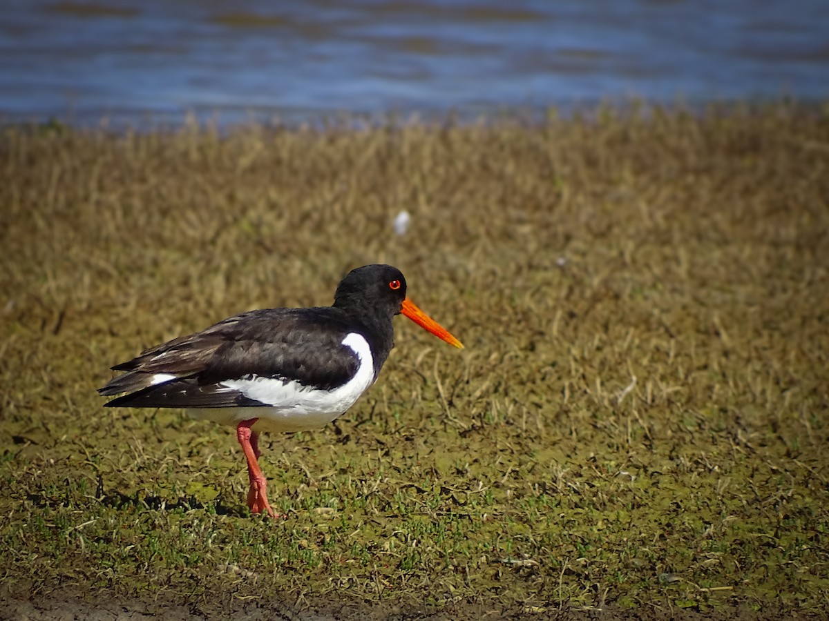 Eurasian Oystercatcher - Kate Vine