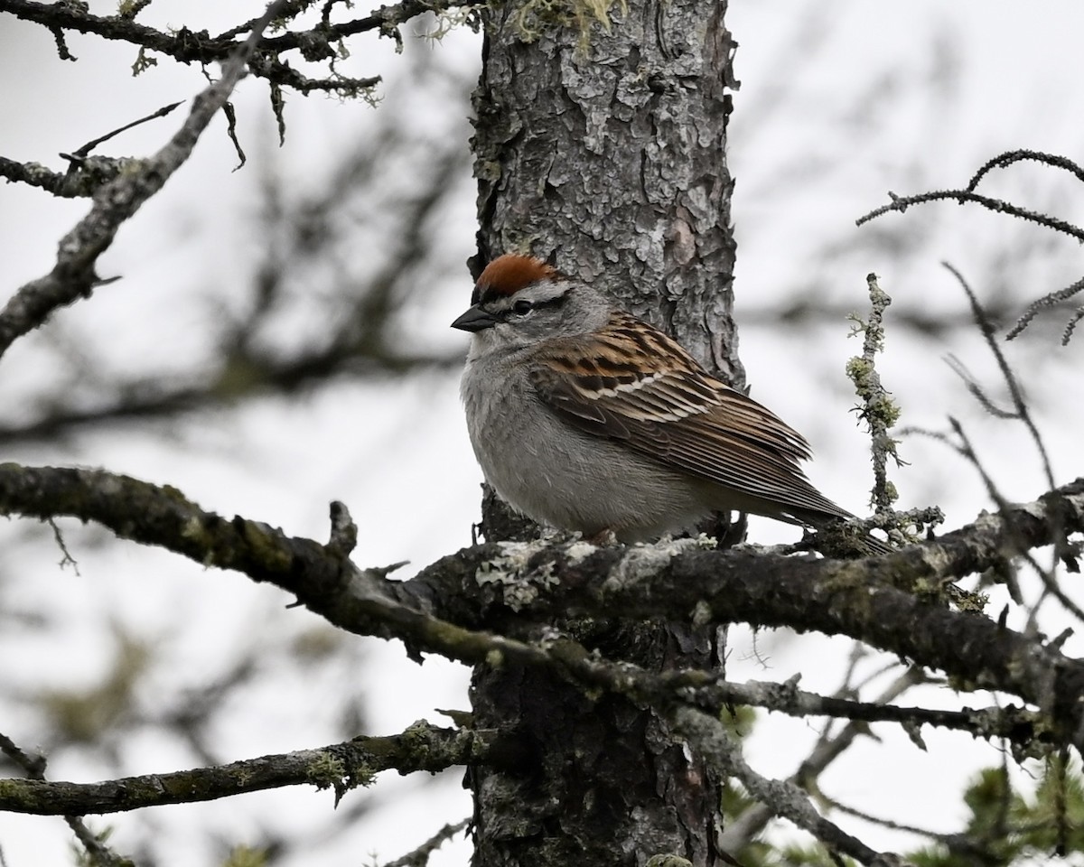 Chipping Sparrow - Joe Wujcik