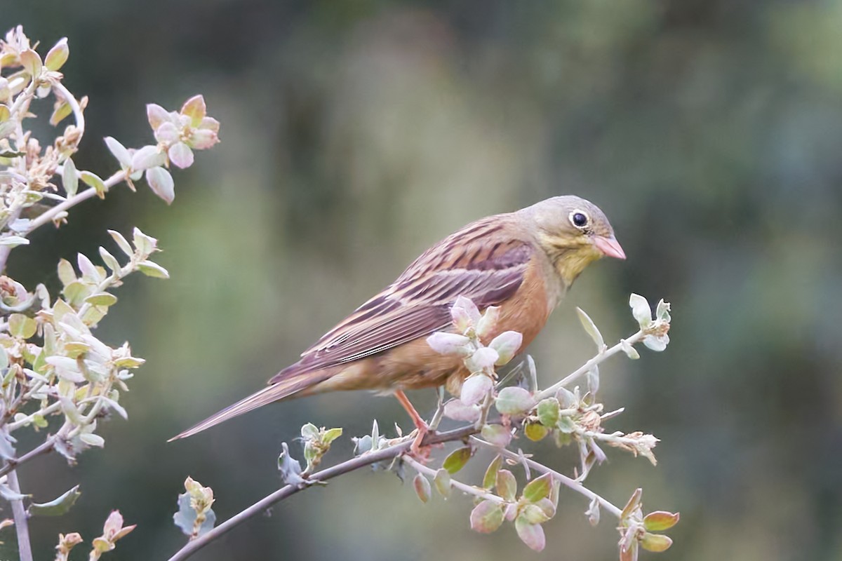 Ortolan Bunting - Luis Manso