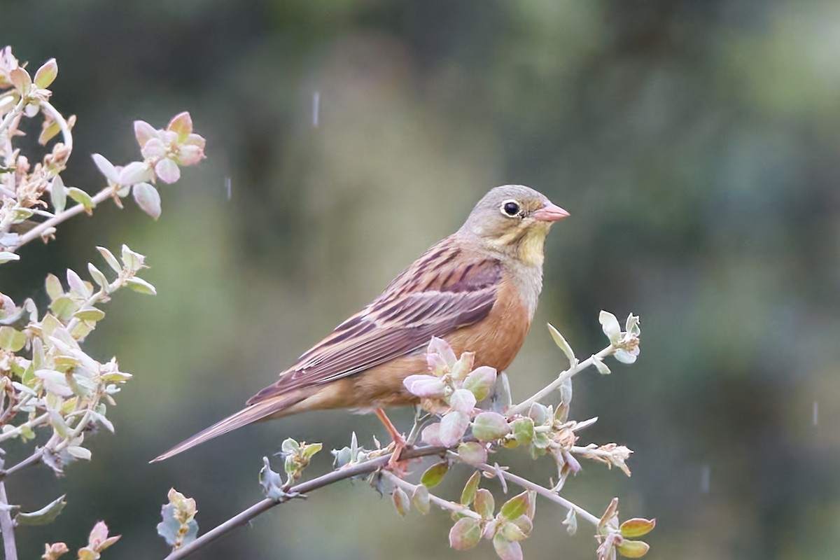 Ortolan Bunting - Luis Manso