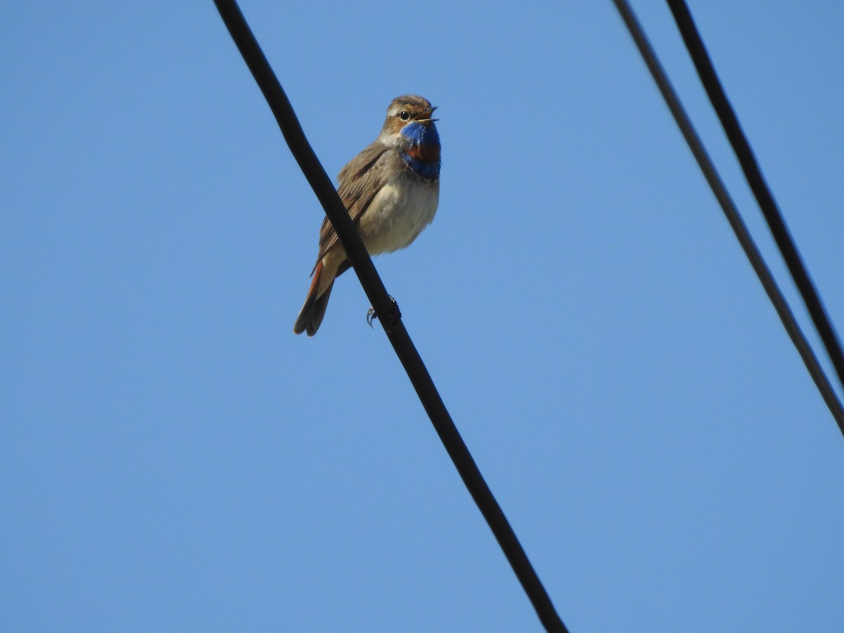 Bluethroat - ML619355121