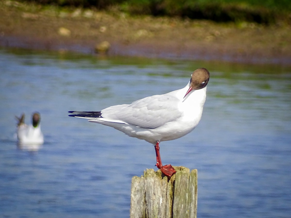 Black-headed Gull - Kate Vine