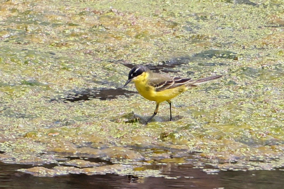 Western Yellow Wagtail - Mira Milovanović