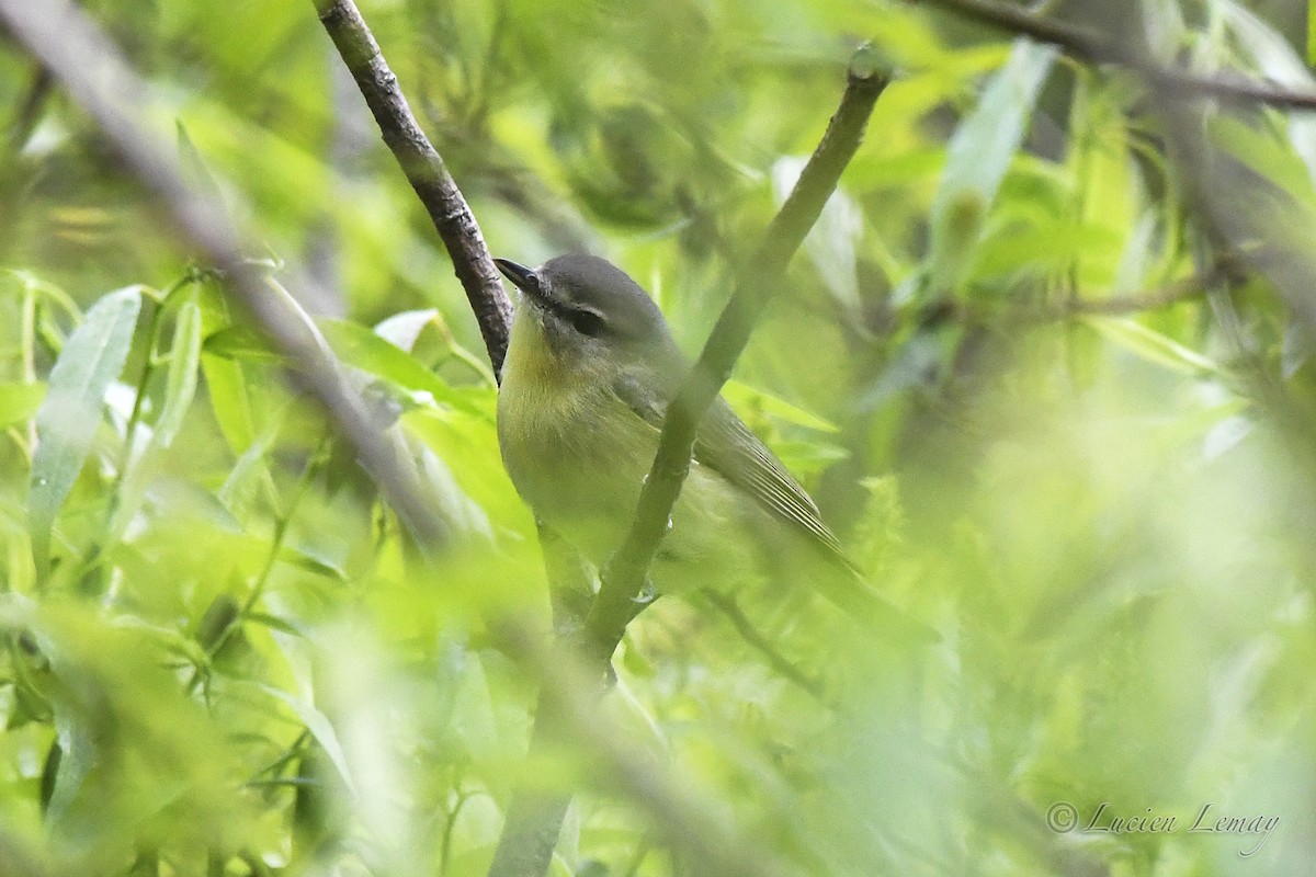 Philadelphia Vireo - Lucien Lemay