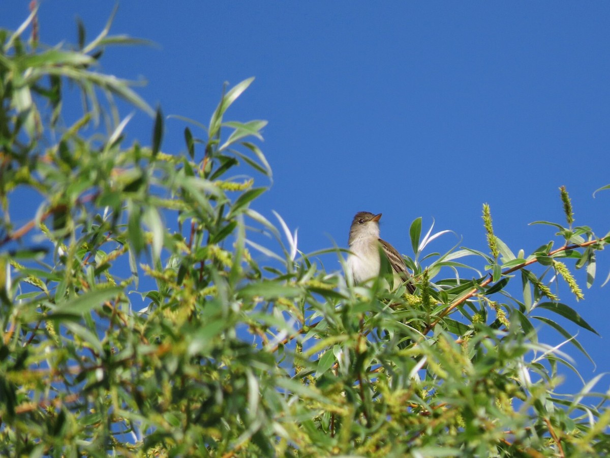 Willow Flycatcher - Tania Mohacsi