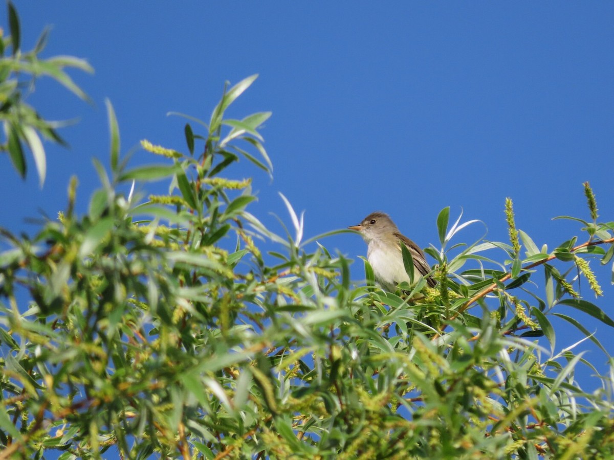 Willow Flycatcher - ML619355144