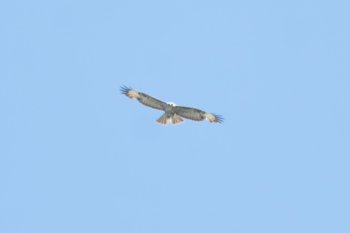 Common Buzzard - ML619355152