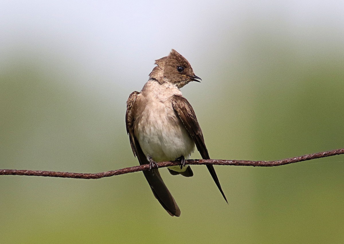 Northern Rough-winged Swallow - John  Cameron