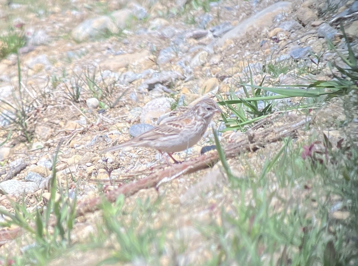 Vesper Sparrow - John Hodges