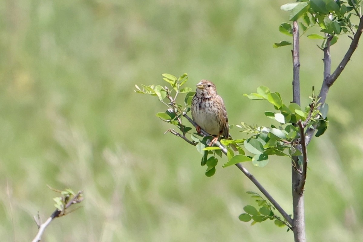 Corn Bunting - Mira Milovanović