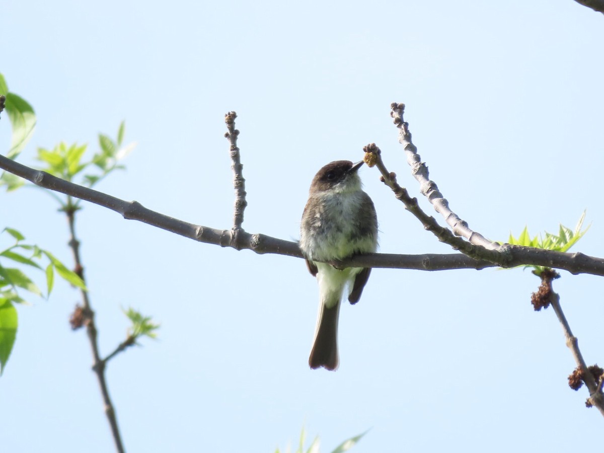 Eastern Phoebe - ML619355172