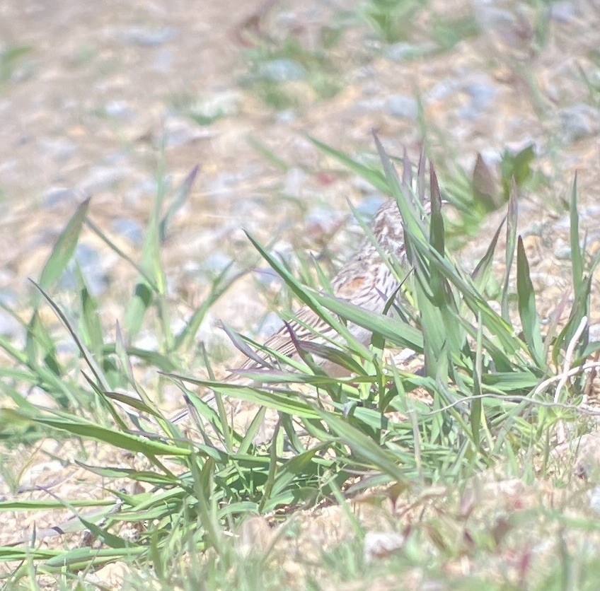 Vesper Sparrow - John Hodges