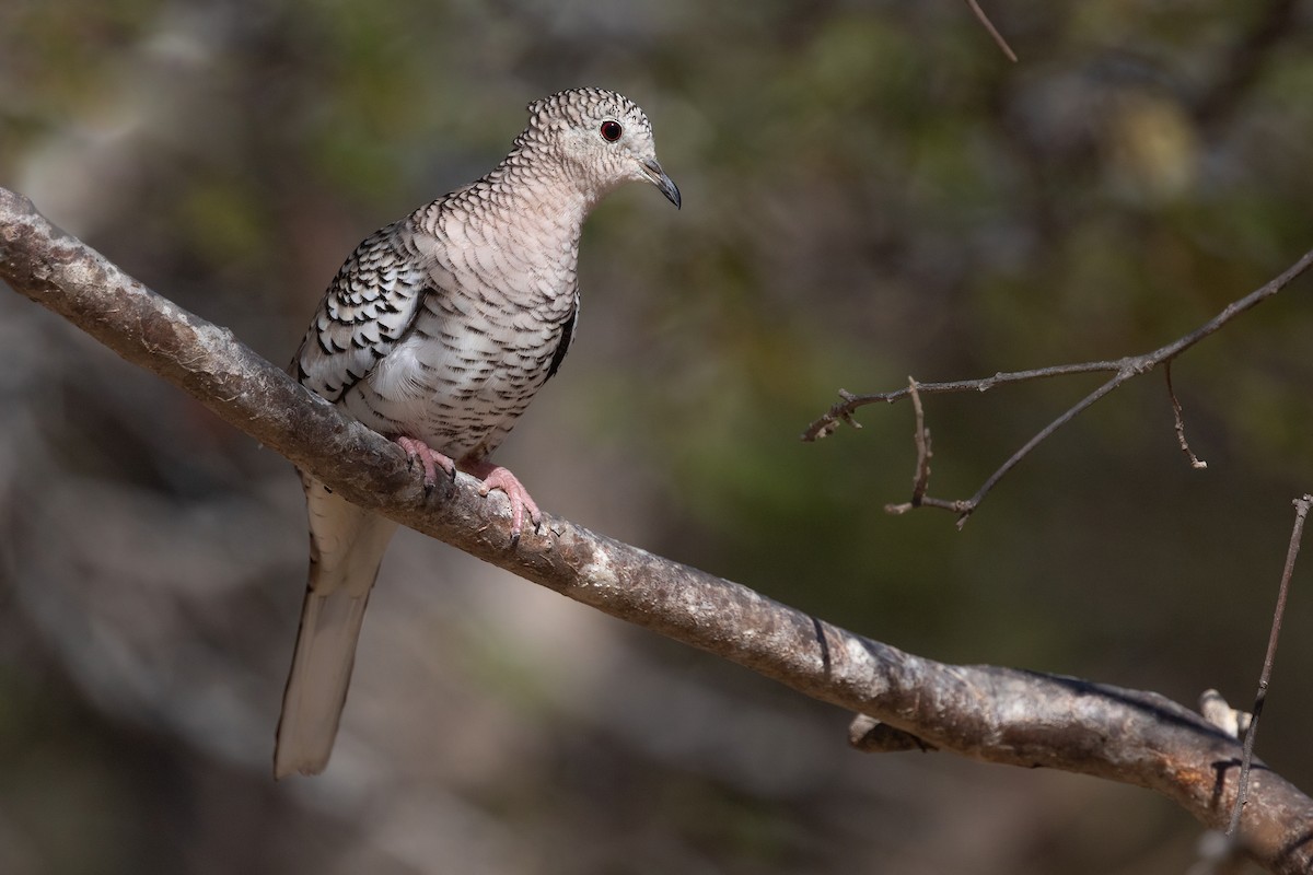 Scaled Dove - Chris Venetz | Ornis Birding Expeditions