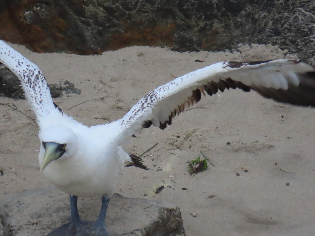 藍臉鰹鳥 - ML619355193