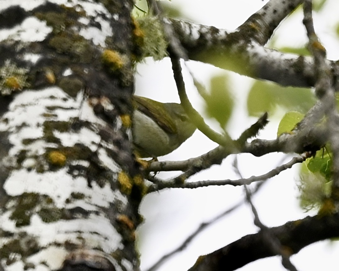 Tennessee Warbler - Joe Wujcik