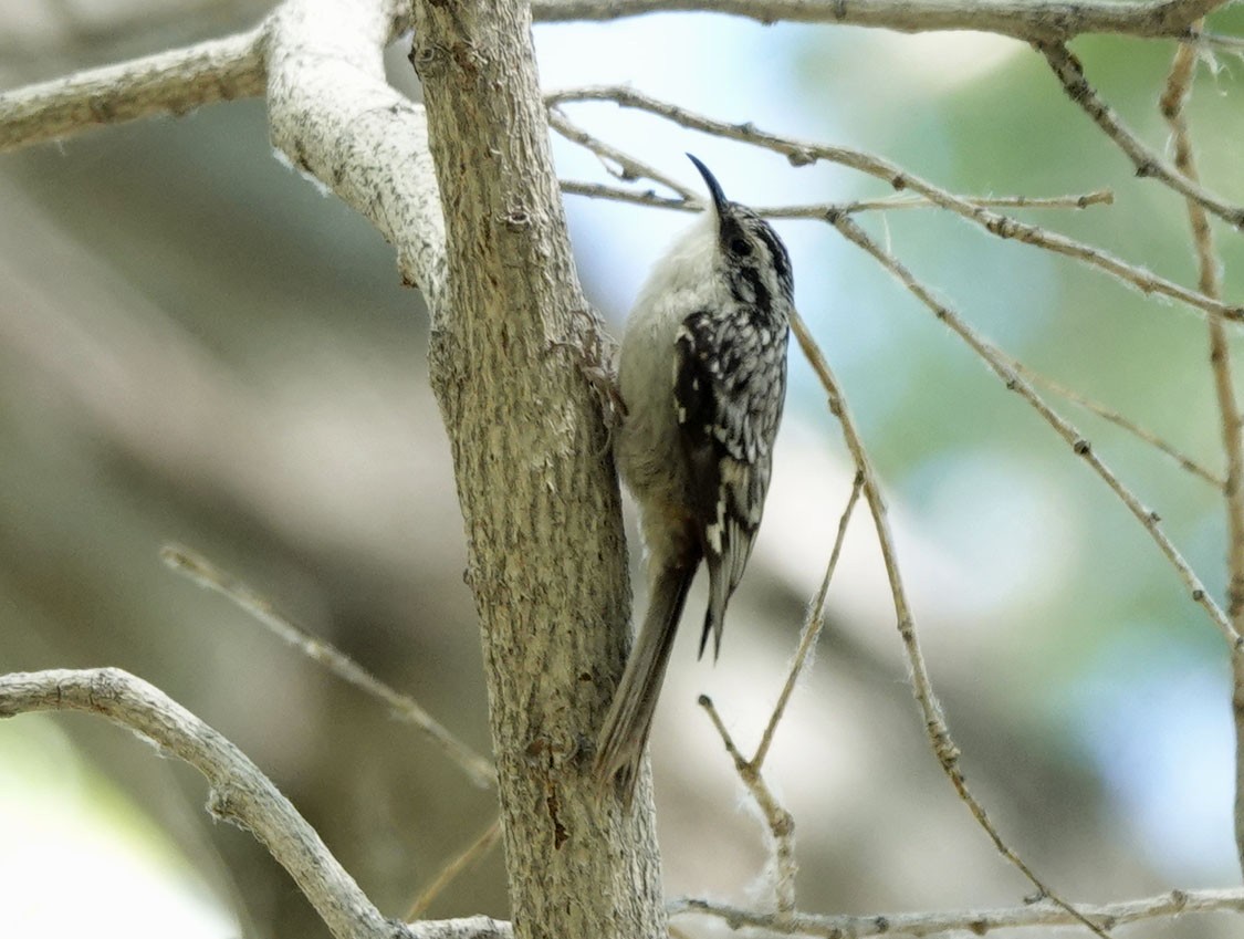 Brown Creeper - Cathy Beck