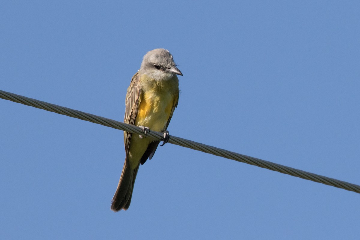 Tropical Kingbird - Nancy Davis