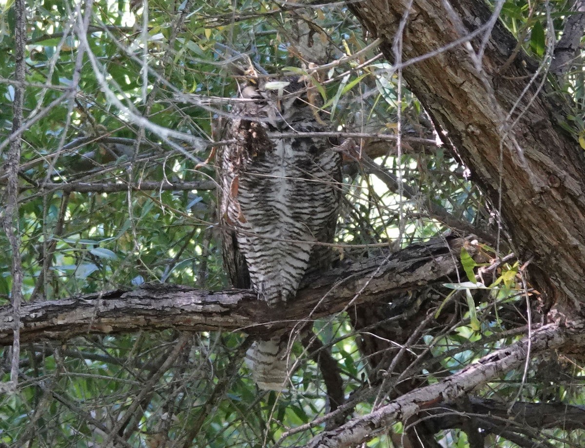 Great Horned Owl - Cathy Beck