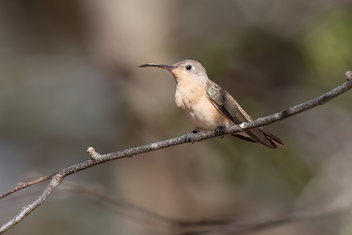 Buffy Hummingbird - Chris Venetz | Ornis Birding Expeditions
