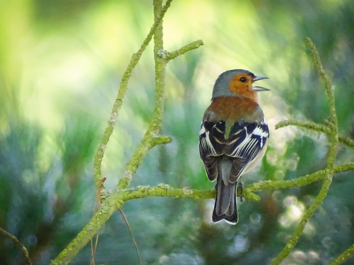 Common Chaffinch - Kate Vine