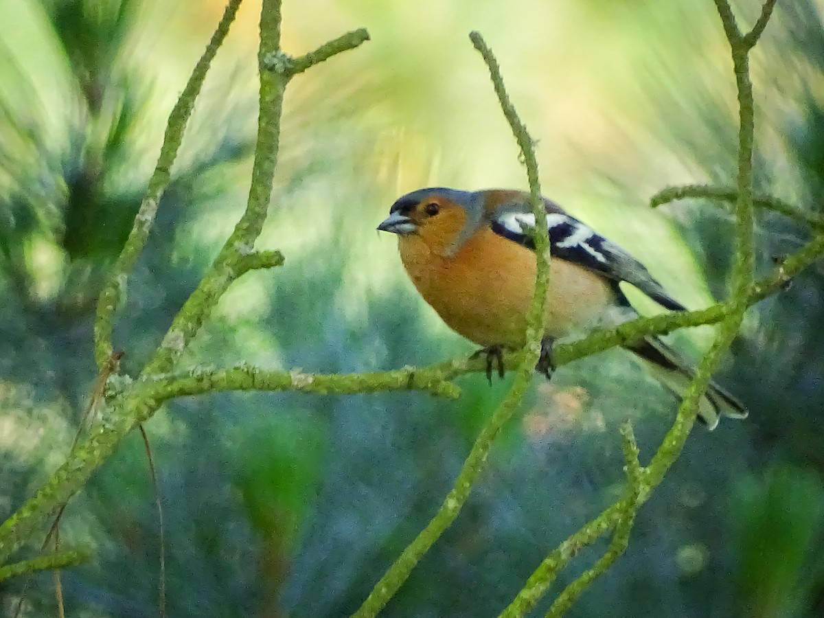 Common Chaffinch - Kate Vine