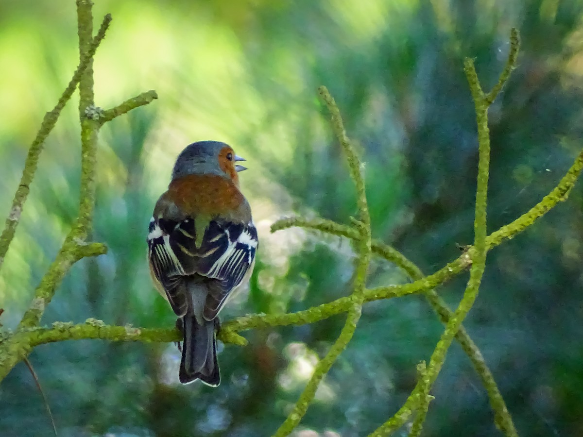 Common Chaffinch - Kate Vine