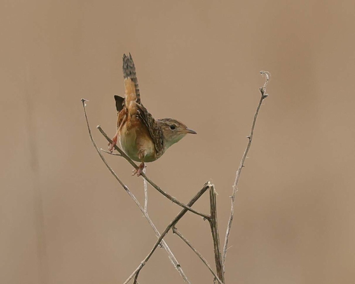 Sedge Wren - Jan Albers