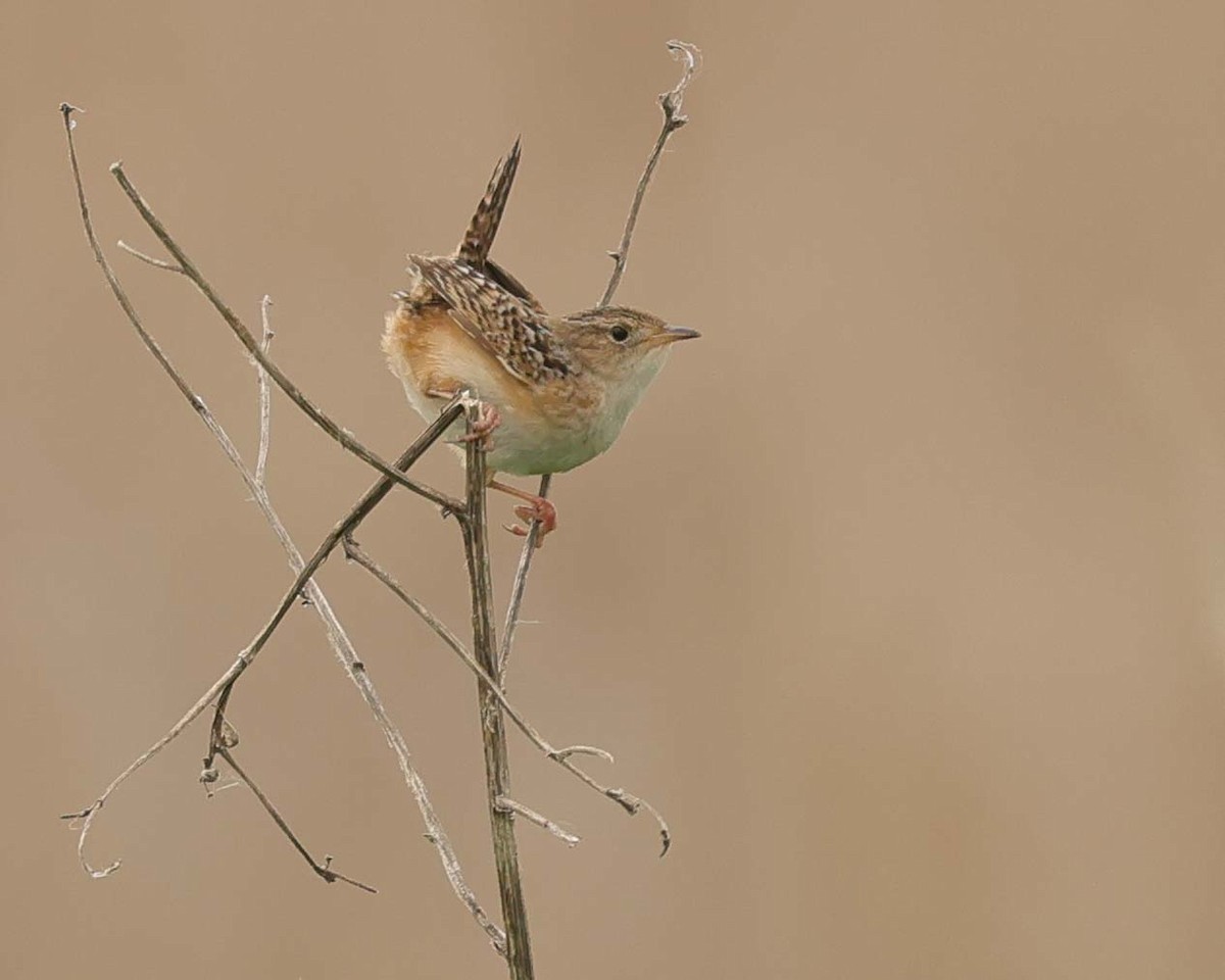 Sedge Wren - Jan Albers