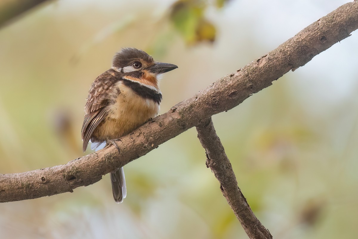Russet-throated Puffbird - Chris Venetz | Ornis Birding Expeditions
