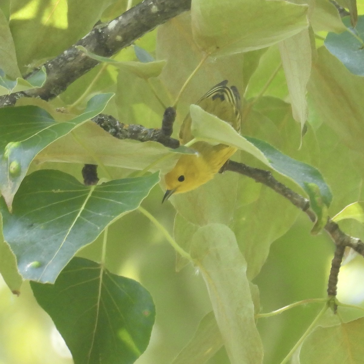 Yellow Warbler - Lalla Pudewell