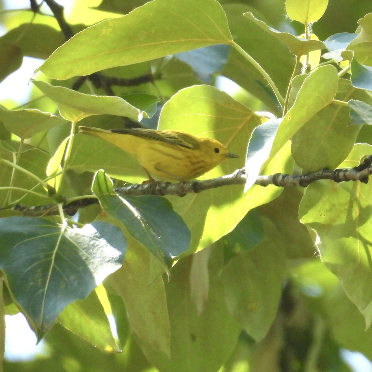Yellow Warbler - Lalla Pudewell