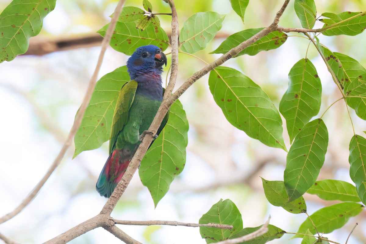 Blue-headed Parrot - Chris Venetz | Ornis Birding Expeditions