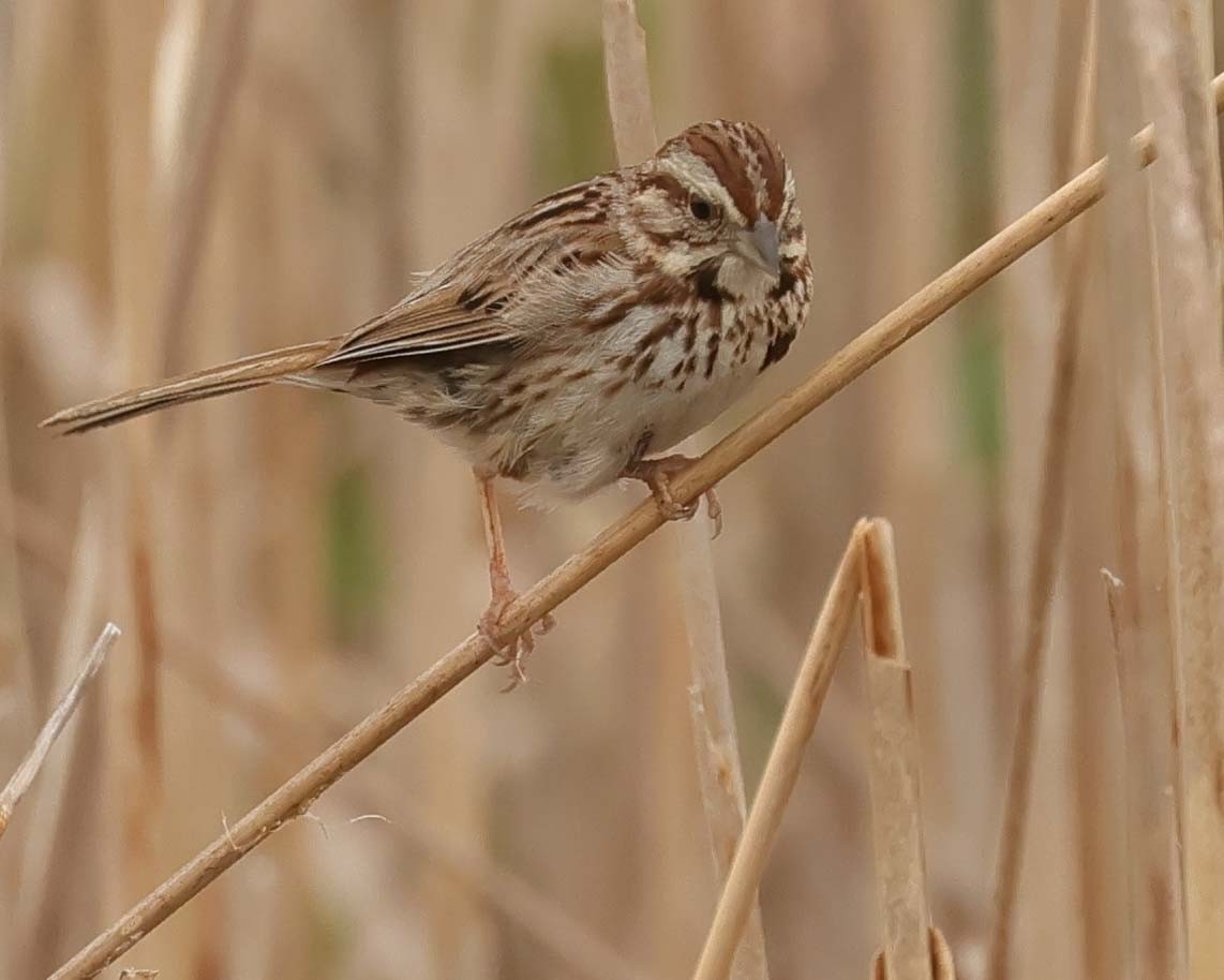 Song Sparrow - Jan Albers