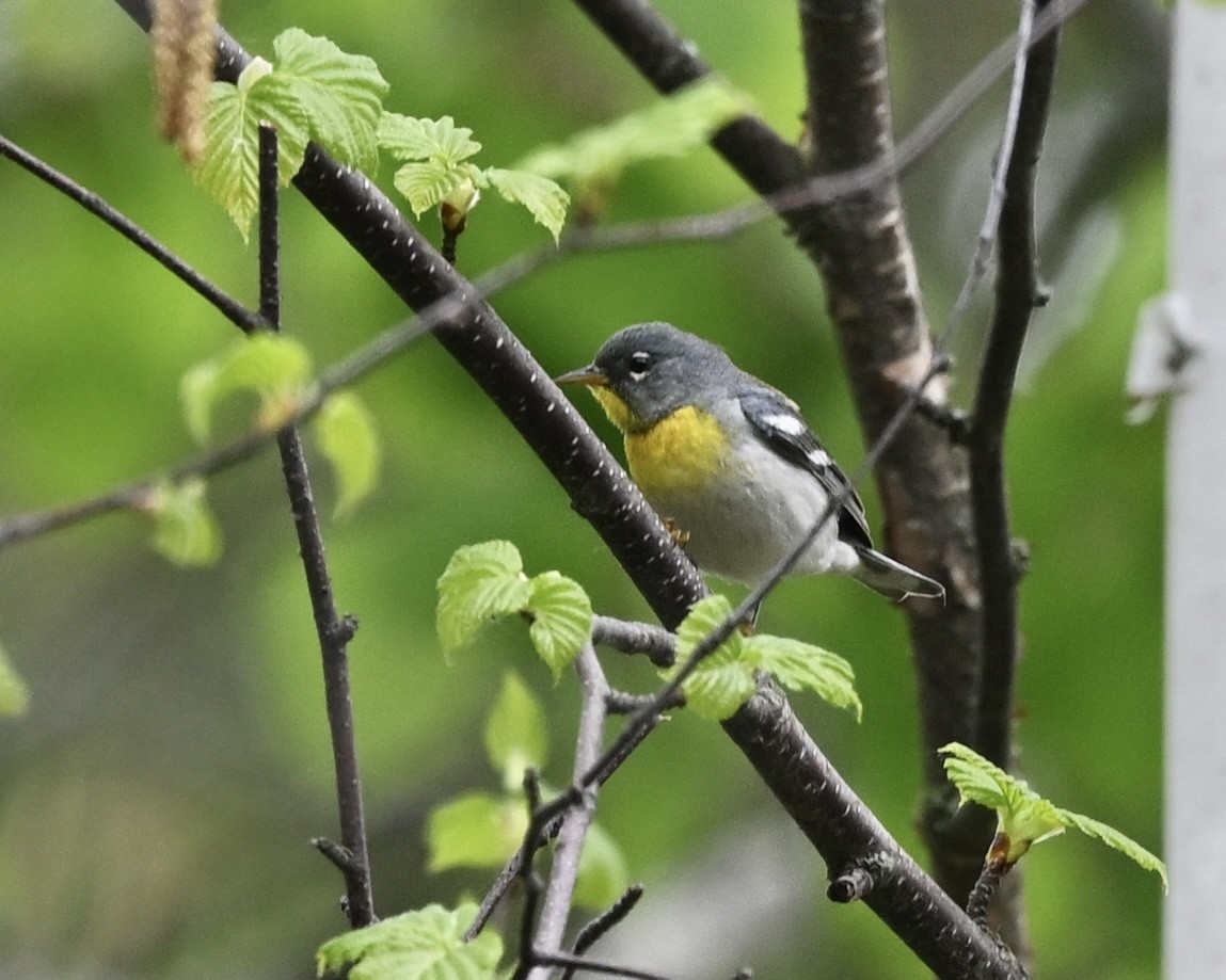 Northern Parula - Joe Wujcik