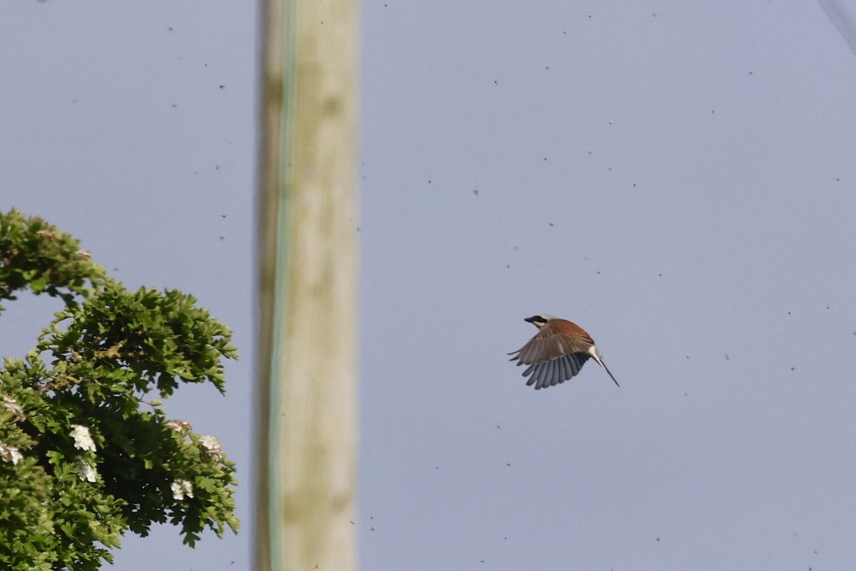 Red-backed Shrike - Will Scott