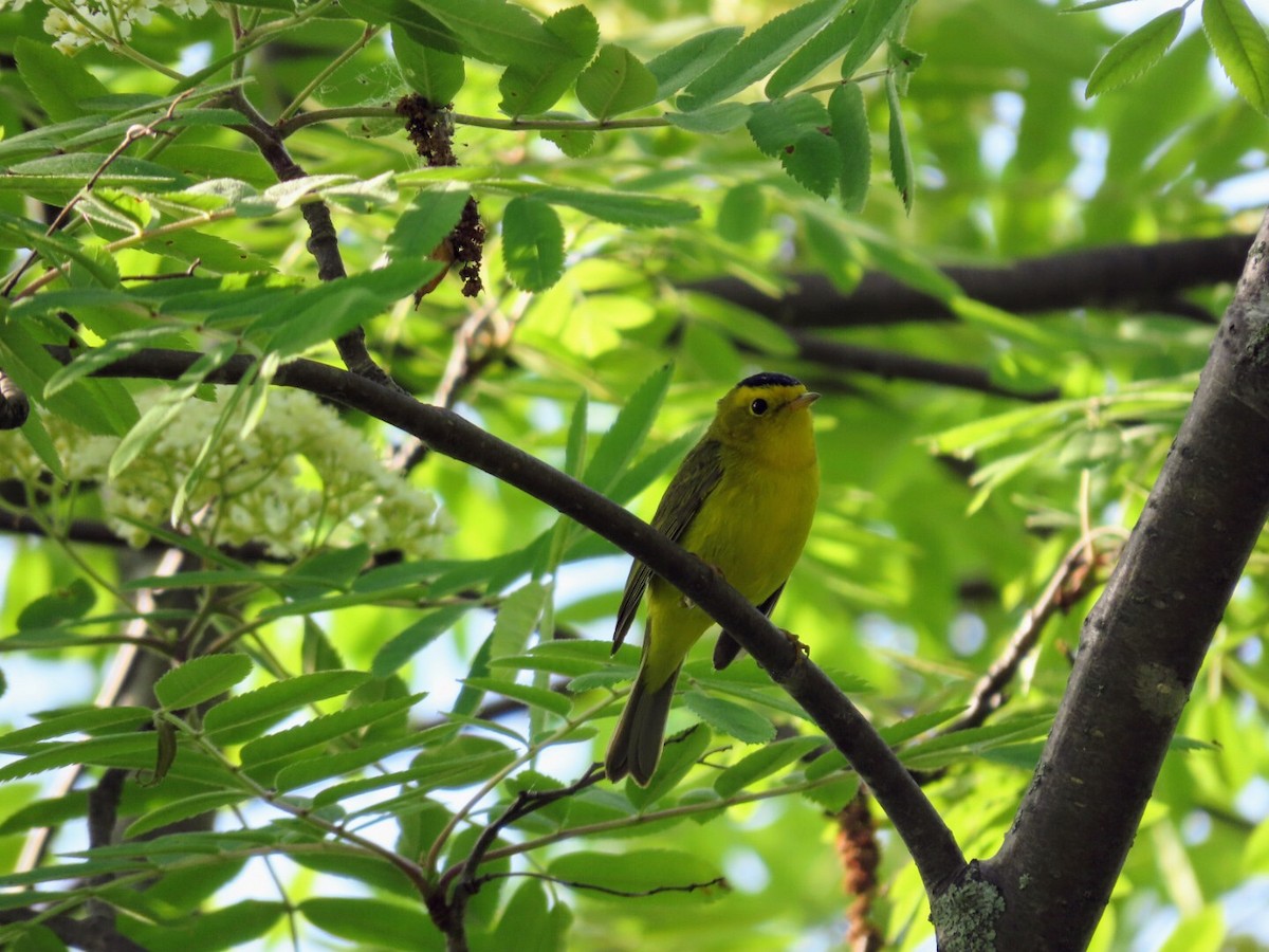 Wilson's Warbler - Tania Mohacsi