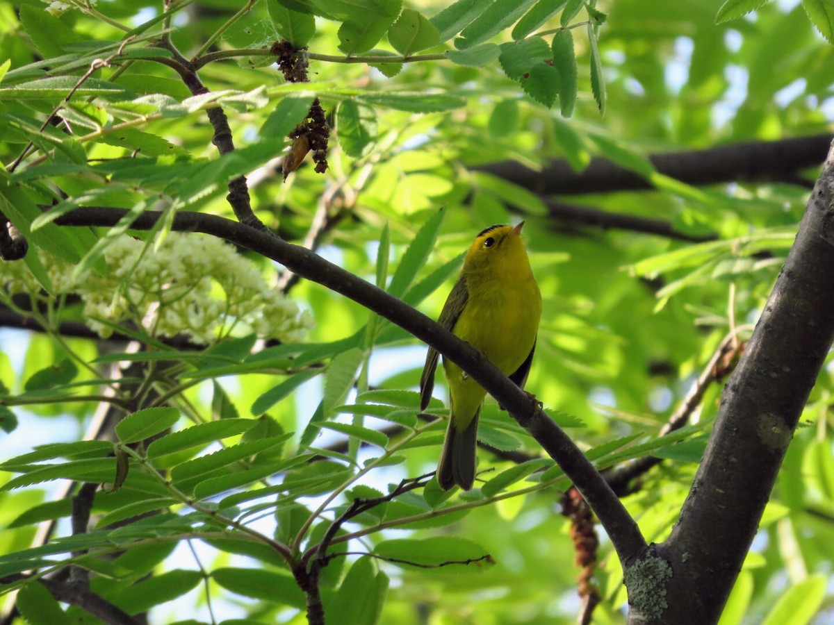 Wilson's Warbler - ML619355313