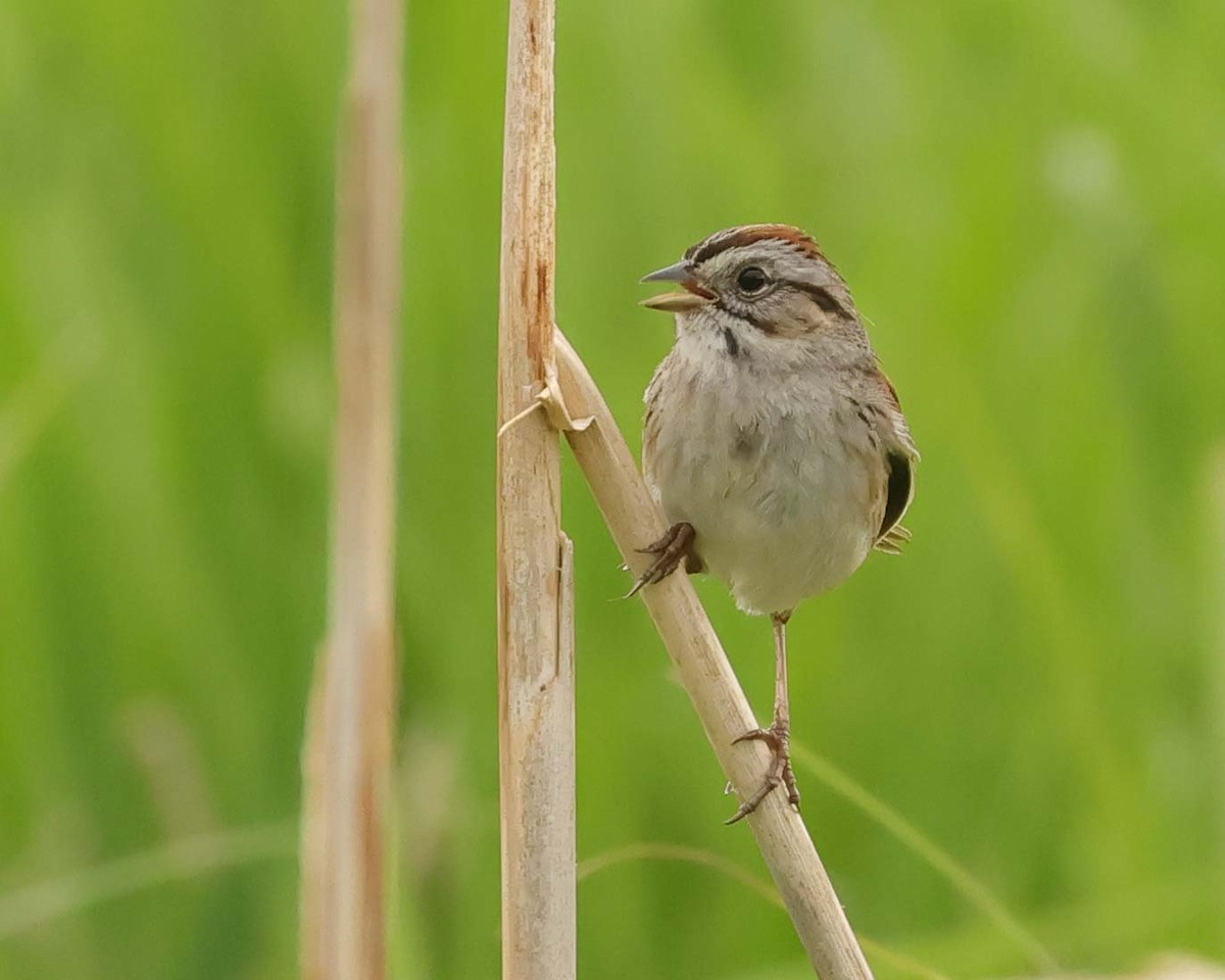 Swamp Sparrow - Jan Albers